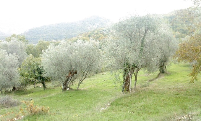 Sospel Maison | Gîte L'oliveraie n°1