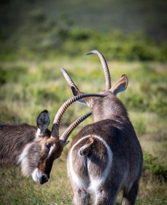 Brandwag Hôtel | Garden Route Safari Camp