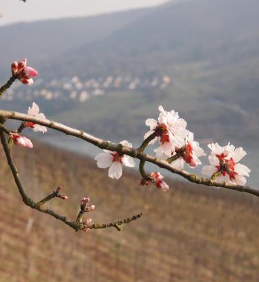 Mainz-Bingen Hôtel | Gastehaus Weingut Rossler