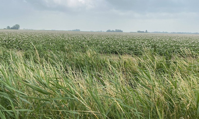 Lauwerzijl Location De Bateaux | Gemütliches Woonboot in Einer Herrlichen Landschaft in der Region Groningen