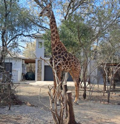 Marloth Park Appartement | Giraffe Studio @ Kruger