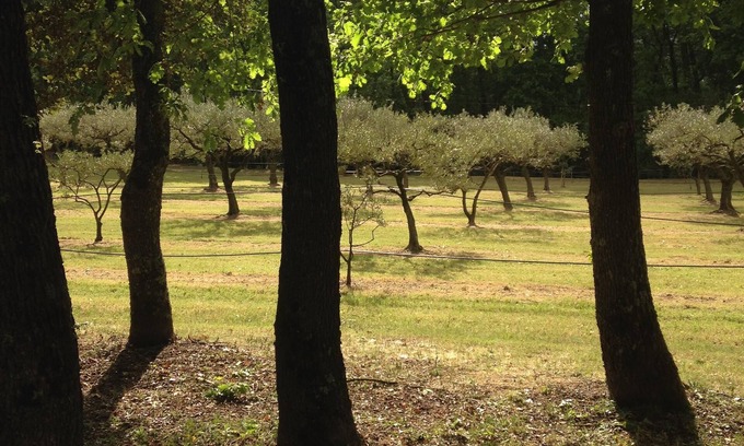 Piolenc Cottage | Gîte “les oliviers” exceptional setting in the heart of olive trees and the forest.