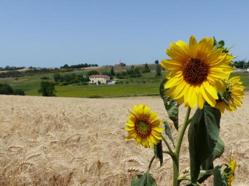 Nailloux Maison | Gites des Camparros