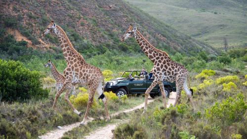 Mossel Bay Cabine | Gondwana Game Reserve