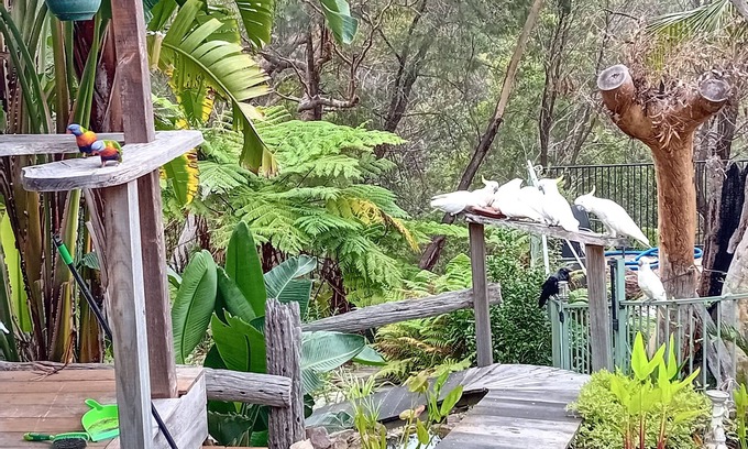 Mount Colah Maison | Grey Gum Cedar House Edge of National Park Deck BBQ Pool Bar Close to station
