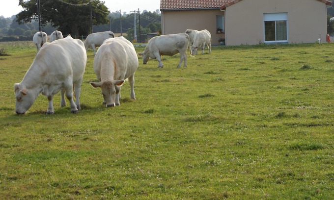 Neuvy-en-Mauges Maison | CHAMBRE D'HÔTES A LA CAMPAGNE PROCHE CHEMILLE-EN-ANJOU