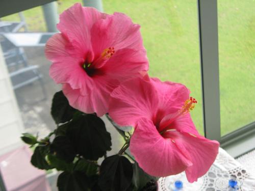 Waihi Beach Lit Et Petit-Déjeuner | Hibiscus Bed & Breakfast