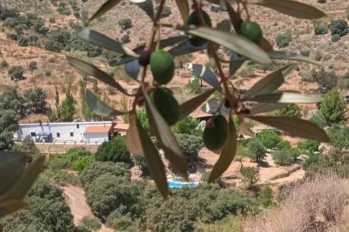 Alcudia de Monteagud Maison | Hideaway @ The Orchard