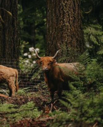 Marmot Maison | Highland Farms - Your Private Forest Farm