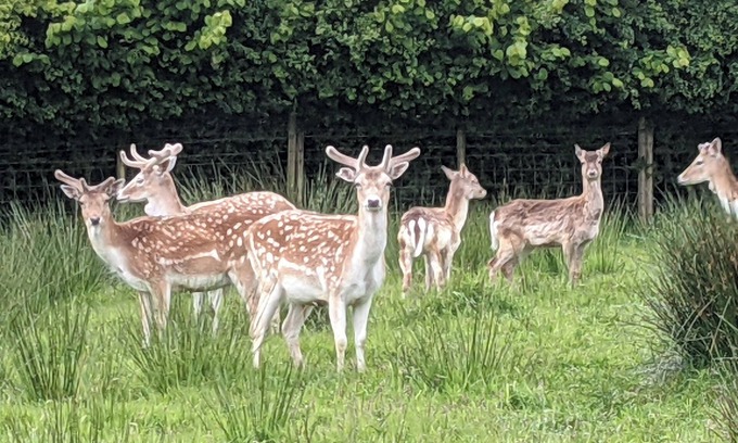 Londonderry Cottage | Gîte à la Ferme Sur 50 Acre Avec Deer, faune, étang, pêche libre