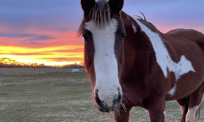 Seneca Maison | Horses, Big Sky, Boat and Horse Trailer Parking, Acreage, Tiny Home