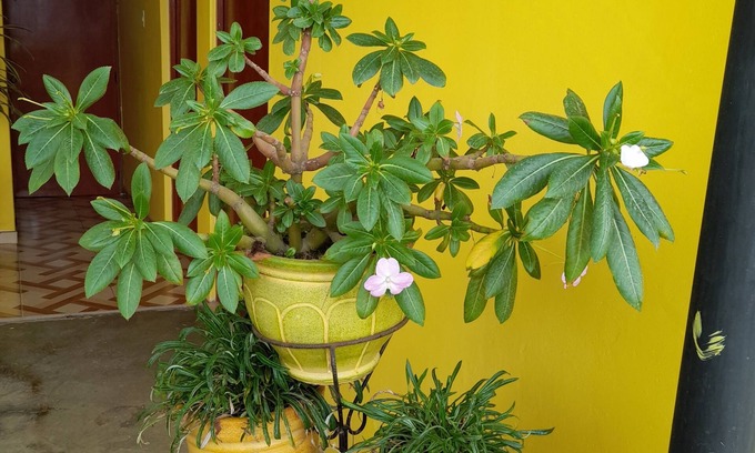 El Tambo Hôtel | Hospedaje Las Lilas