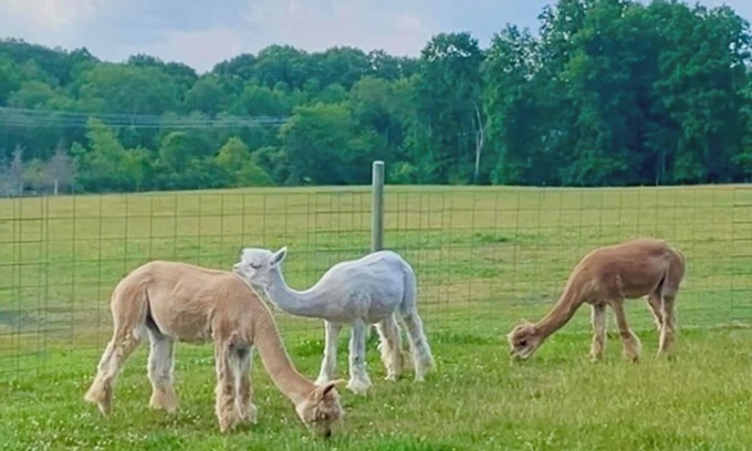 Hyde Park Appartement | Hudson Valley Farm Getaway-East/Alpaca Lane-Apt 1