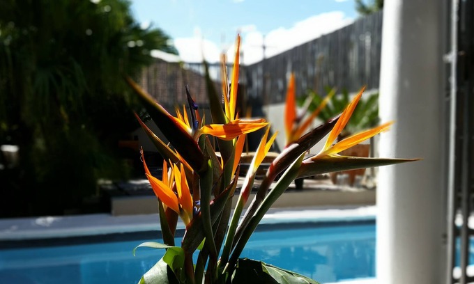Cape Town City Centre Maison | Jardin D'ébène Boutique Guesthouse