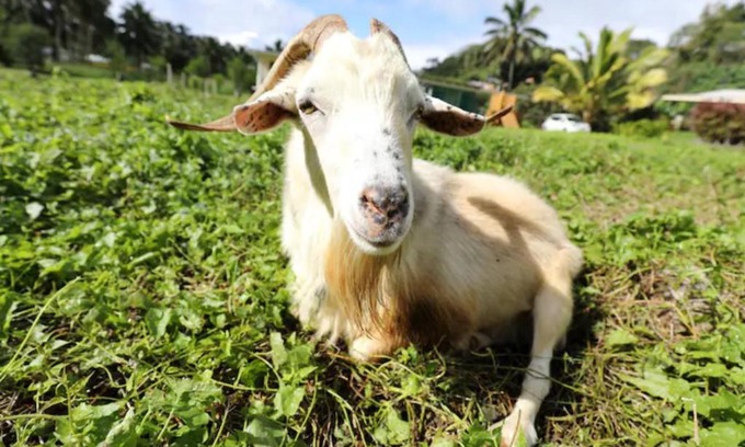 Matavera Maison | JO's Farmstay-charming holiday farm close to famous Muri Beach