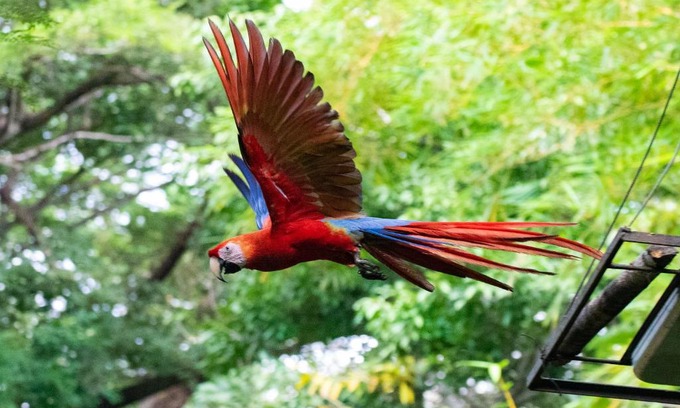 Cabuya Hôtel | Jungle Lodge at Wild Sun Rescue Center