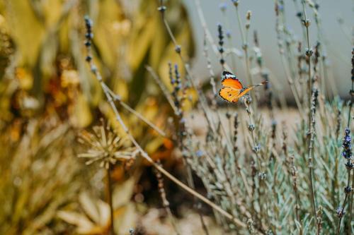 Groblersdal Maison | Karabelo guesthouse