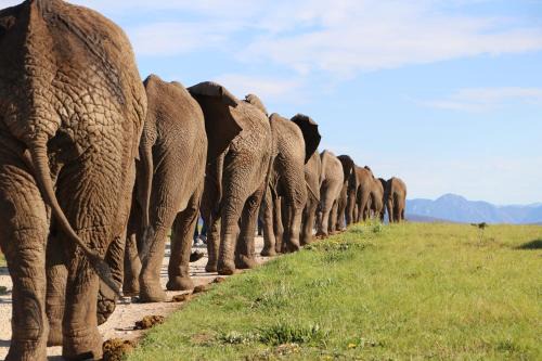 Buffalo Hills Game Reserve Cabine | Knysna Elephant Park Lodge