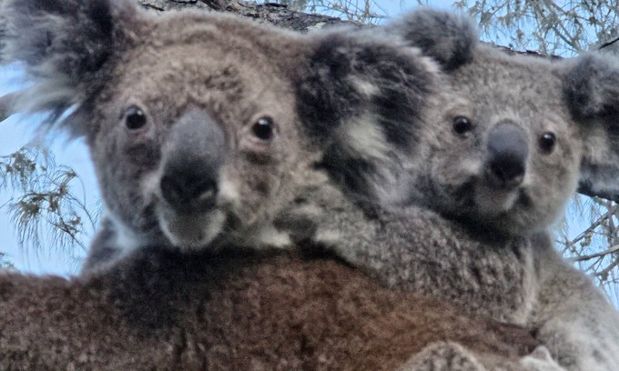 Point Lookout Appartement | Koala Corner. Comfy one bedroom studio set in landscaped gardens.