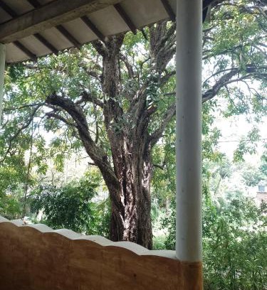 Dambulla Maison | Kon Tree Shade