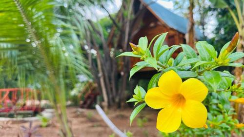Sigiriya Cabine | Kurulu Kele Family Tree House