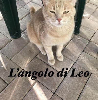 Borgofranco d'Ivrea Appartement | L'Angolo di Leo