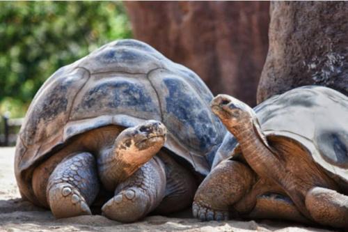 Chateaubriant Appartement | L'appartement des tortues