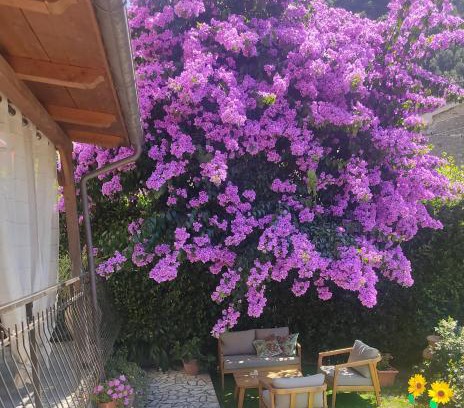 Pietrasanta Appartement | La Bouganville e Il Gelsomino