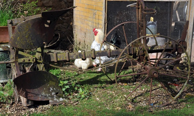 Evry Autre | La Ferme de Flo' - Chambres d'hôte - Cochon