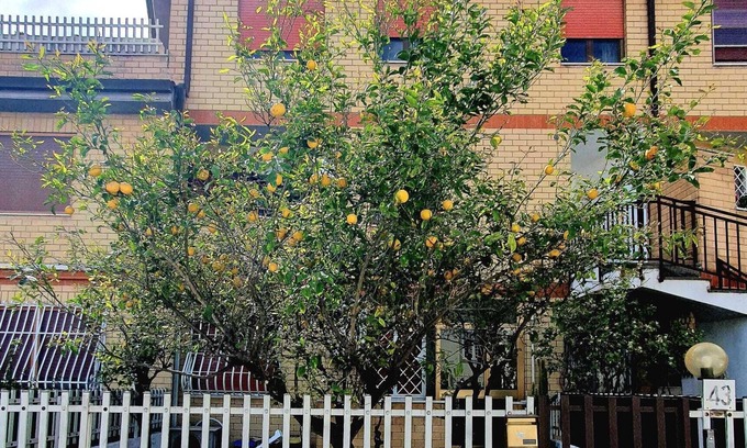 Ostia Antica Appartement | Lemon Tree House
