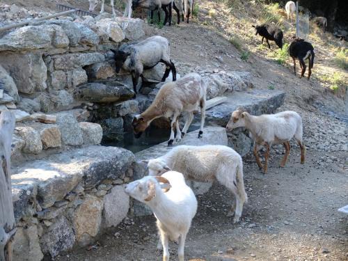 Omessa Maison | Les Bergeries "Le figuier"