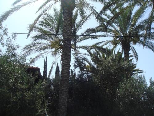 Rishon LeTsiyon Cabine | Lisa's Farm Place