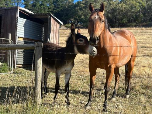Norton Summit Maison | Little creek farm stay