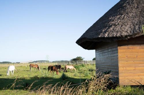 Barra de Valizas Cabine | Los Chajá Ecolodge