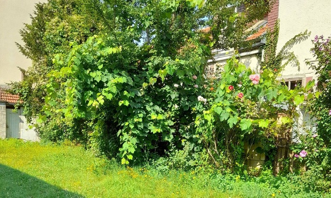 Romilly-sur-Seine Cottage | Fleurs de lotus 2