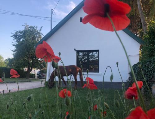 Piliscsaba Appartement | Lovas Udvarház Ezüst Zabla Apartman Piliscsaba