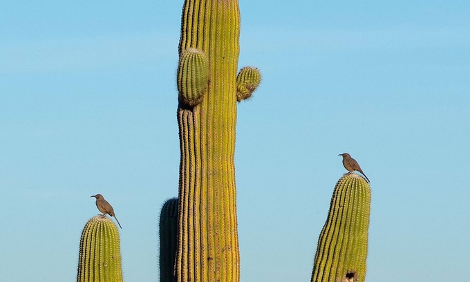 Saguaro Miraflores Maison | Desert Retreat w / Private Pool & Spa! Contreforts et proche du centre-ville!
