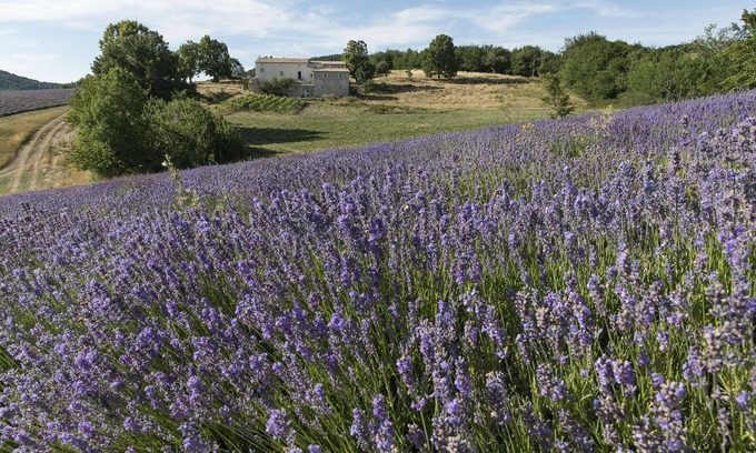 Redortiers Maison | Luxueuse Bastide au milieux des lavandes