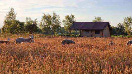 Klarenbeek Autre | Luxury Safari Tent near Veluwe