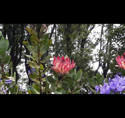 Ixopo Maison | Mac Nicol's Farm House B&B