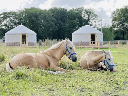 Ledeacker Autre | Magnolia Hoeve - Unieke Bestemming voor Paardenliefhebbers en Bijzondere Overnachtingen in de natuur