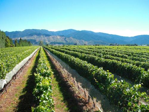 Renwick Maison | Marlborough Magic - Rapaura Holiday Home