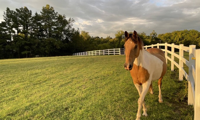 Shelbyville Maison | Modern, Farmhouse Experience-From our Farm to your Table -family& pet friendly