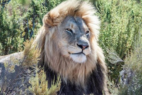 Scheepersrus Cabine | Mont Eco Game Reserve
