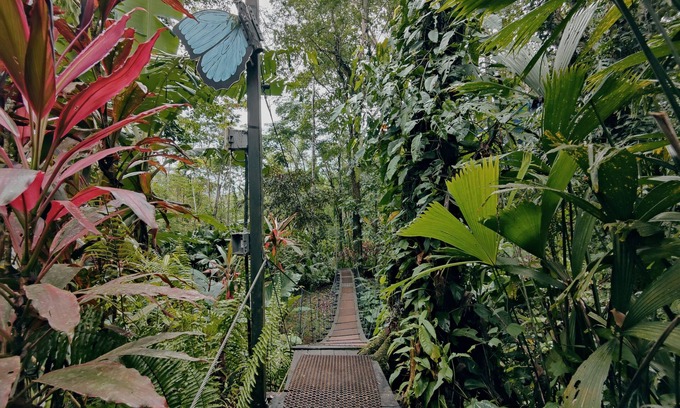 Cocles Cabine | Morpho - adventurous Treehouse with amazing 360 view with pool and wifi access
