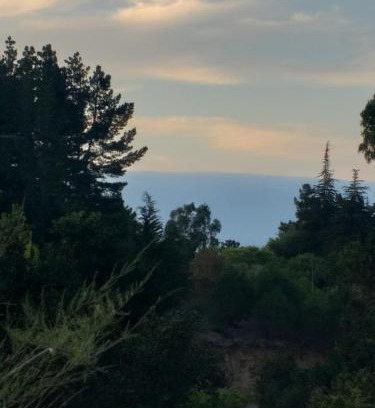 Algarrobo Maison | Naturaleza viva