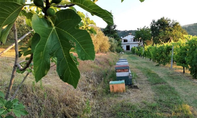 Pieve Salutare Lit Et Petit-Déjeuner | Naturaliterre BnB - Microfattoria