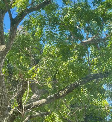 Nuwaragam Palatha Central Cabine | Nature's Hideaway