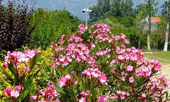 Nikel Hôtel | Nerium Garden Inn Tirana Airport