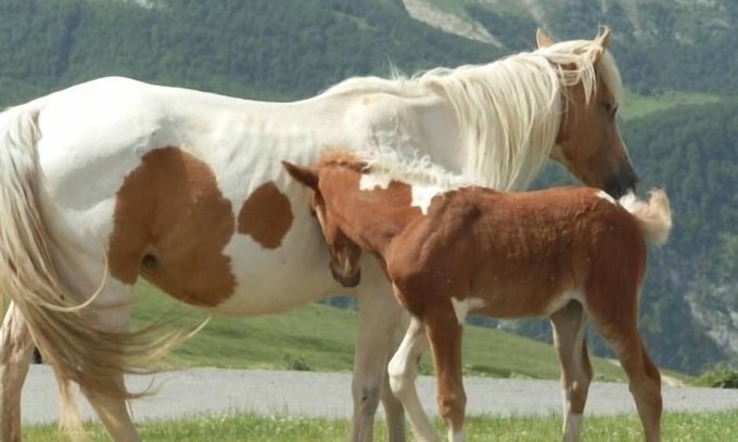 Linas de Broto Appartement | Nueva Casa Manarillo pour 5 personnes